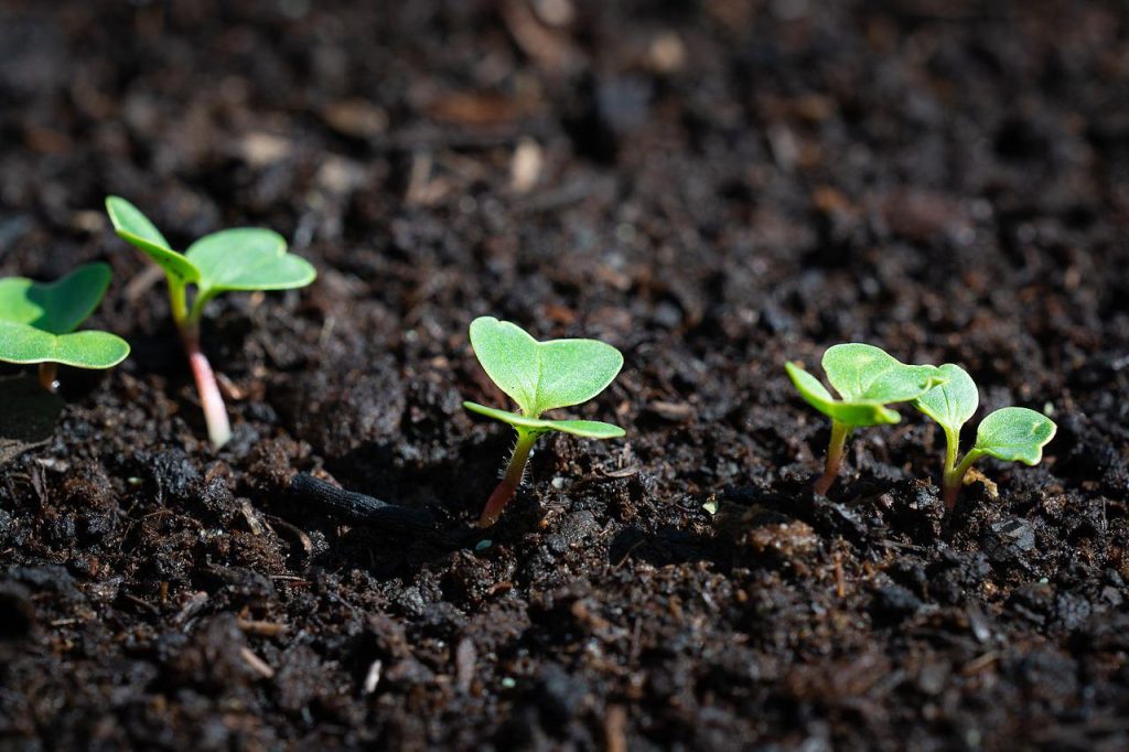 radish, young, young plants-3493155.jpg